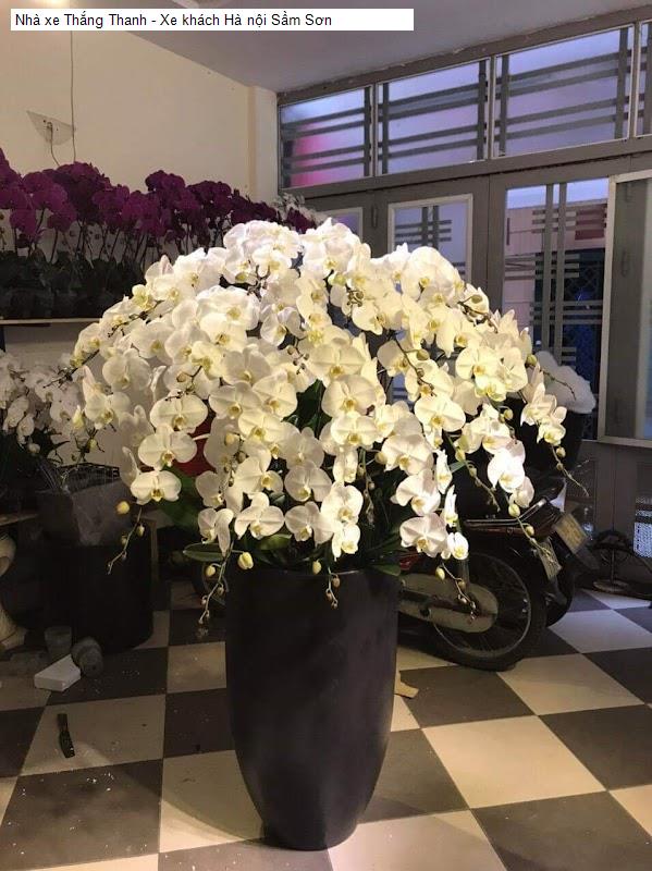 Nhà xe Thắng Thanh - Xe khách Hà nội Sầm Sơn