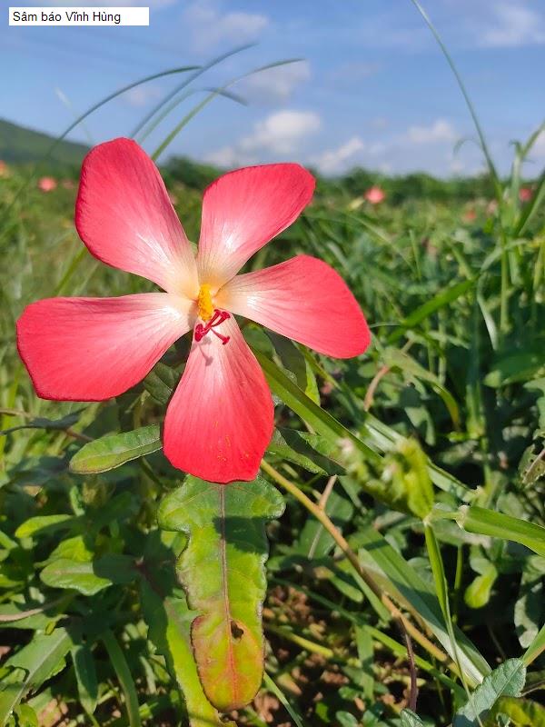 Sâm báo Vĩnh Hùng
