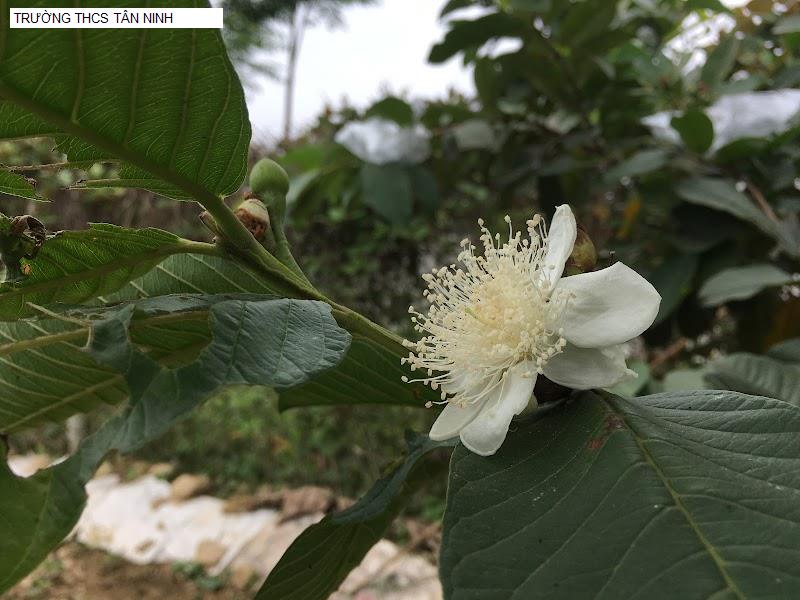 TRƯỜNG THCS TÂN NINH