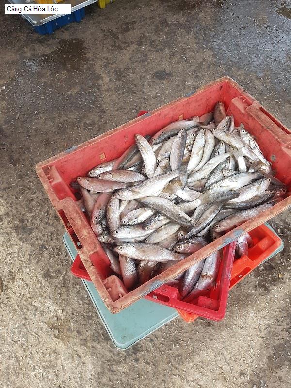 Cảng Cá Hòa Lộc