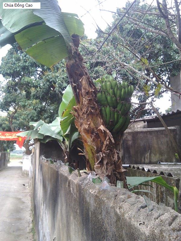 Chùa Đống Cao