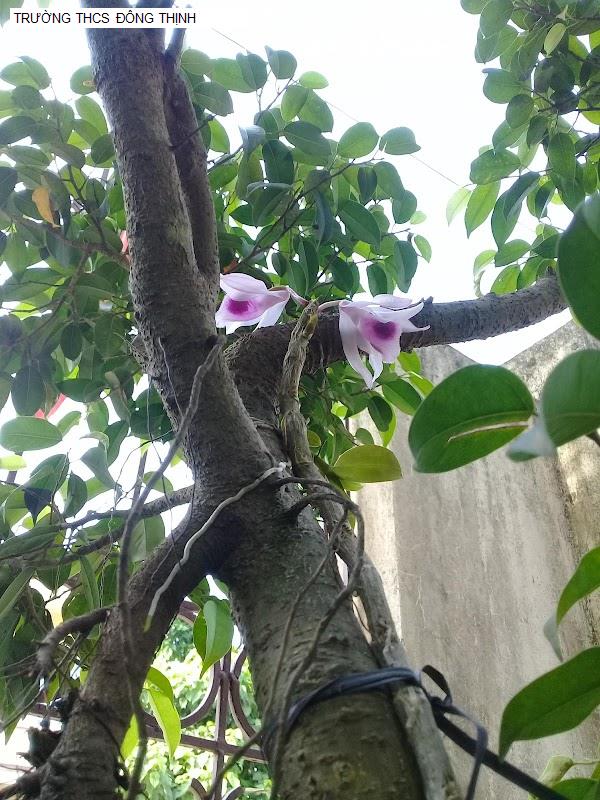 TRƯỜNG THCS ĐÔNG THỊNH
