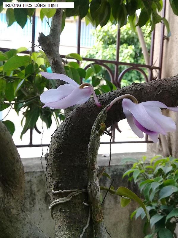 TRƯỜNG THCS ĐÔNG THỊNH