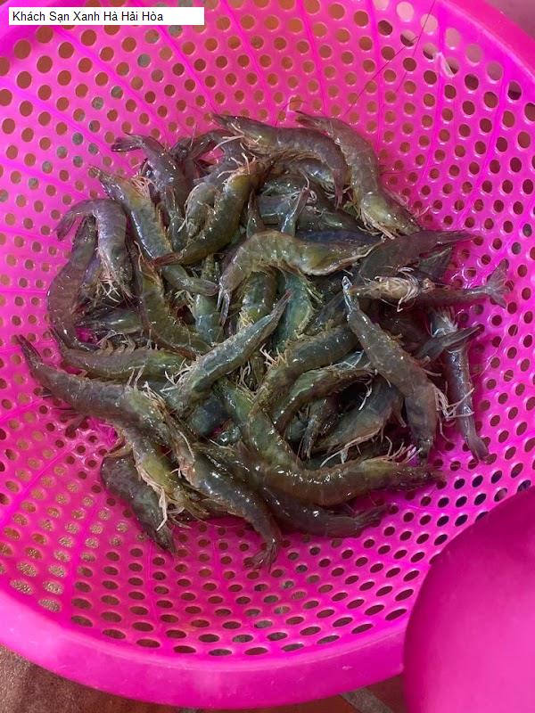 Khách Sạn Xanh Hà Hải Hòa